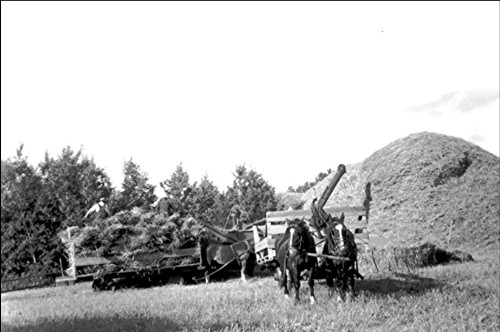 Harvesting with the old threshing machine in the 1940's.  Taken in rural Alberta.